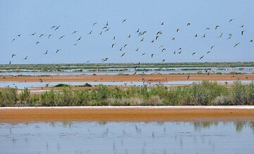 Marreh Wetland: a gem for migratory birds