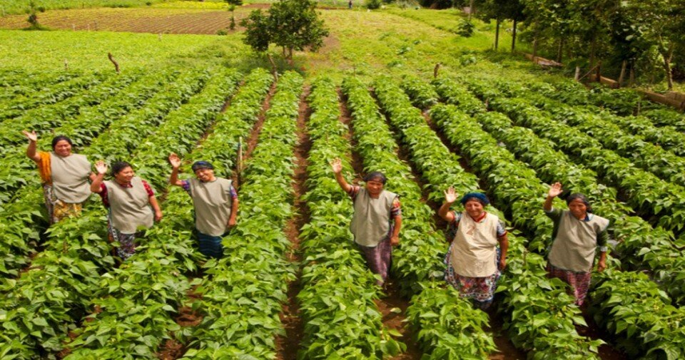 agro