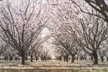 Dezhkord to embrace spring with Almond Blossom Festival