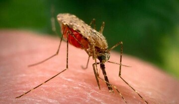No indigenous malaria cases identified in Iran