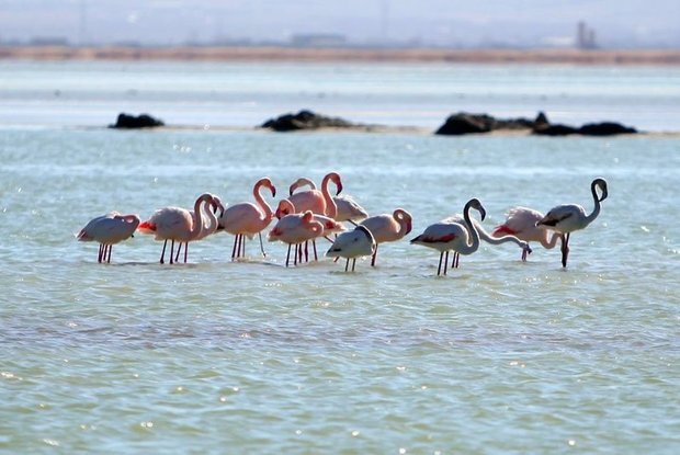 Abshineh wetland