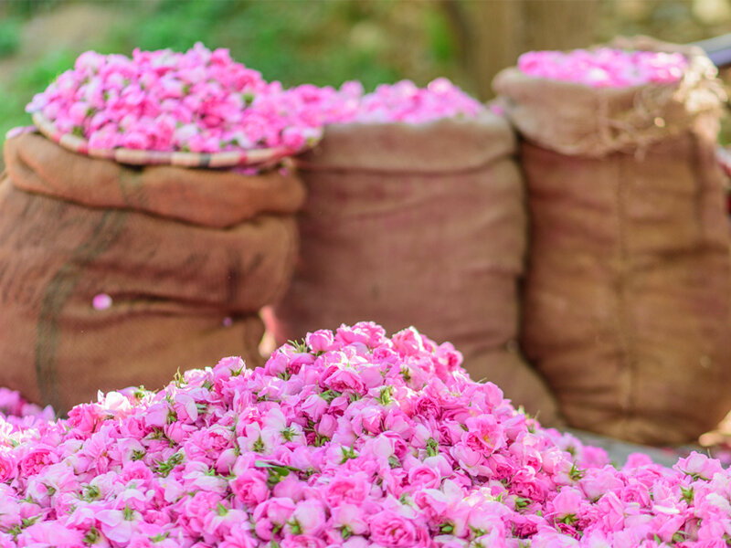 Rose