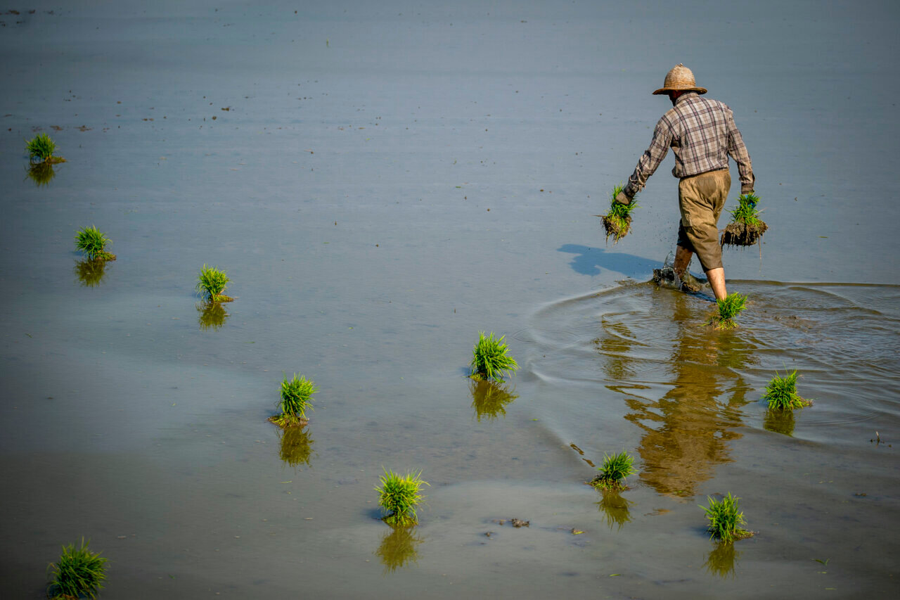 Paddy fields in Mazandaran province