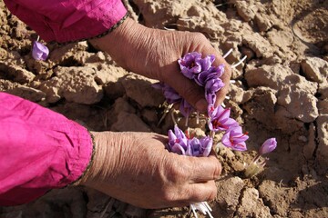FAO inks project on saffron authenticity in Iran  