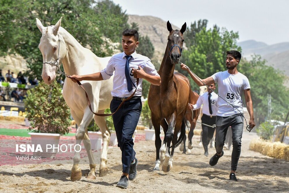 Horse