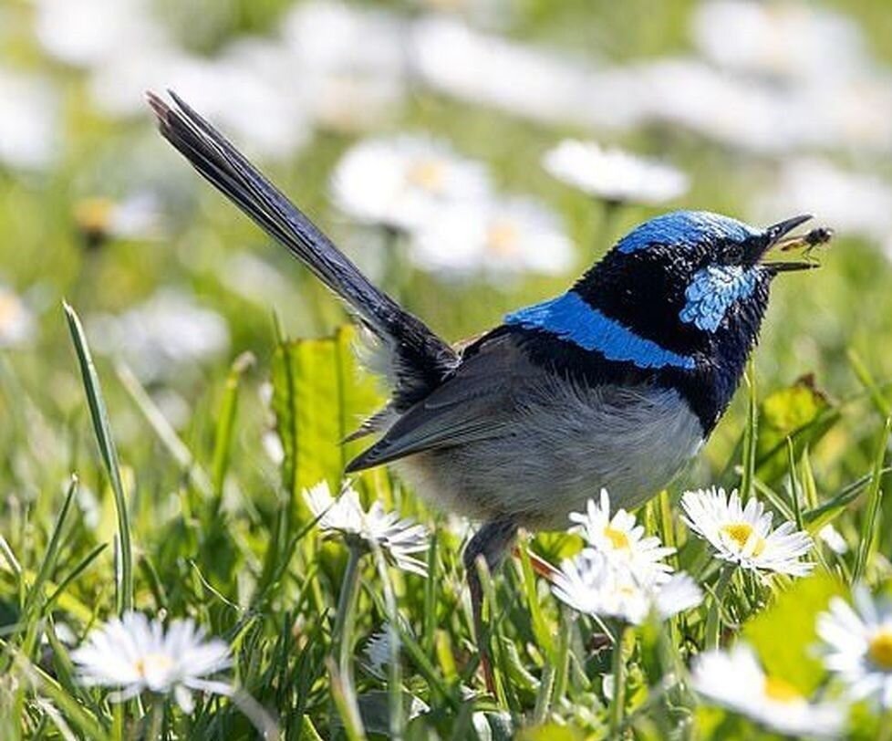 ‘Protect insects, protect birds’