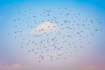 Iran's sky hosting migratory birds