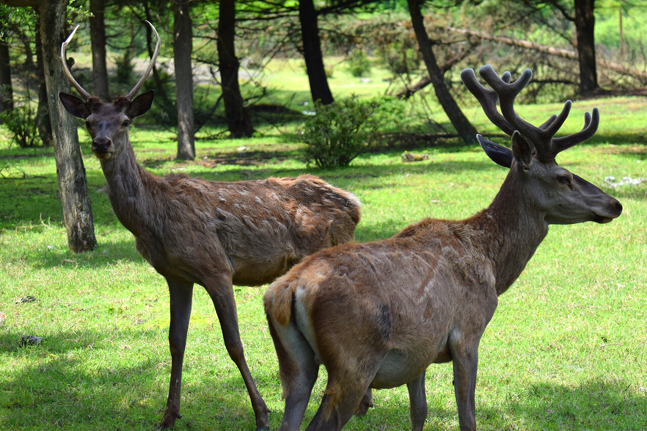 Maral, the beautiful Persian deer