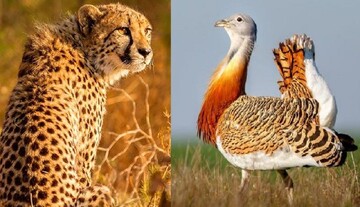 Some 75 animal species in Iran on IUCN Red List