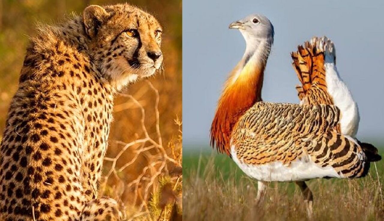 Some 75 animal species in Iran on IUCN Red List