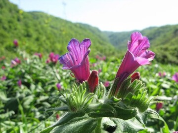 Iran is home to 8,000 plant species