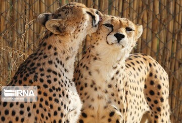 Cheetahs forecast to breed in captivity  