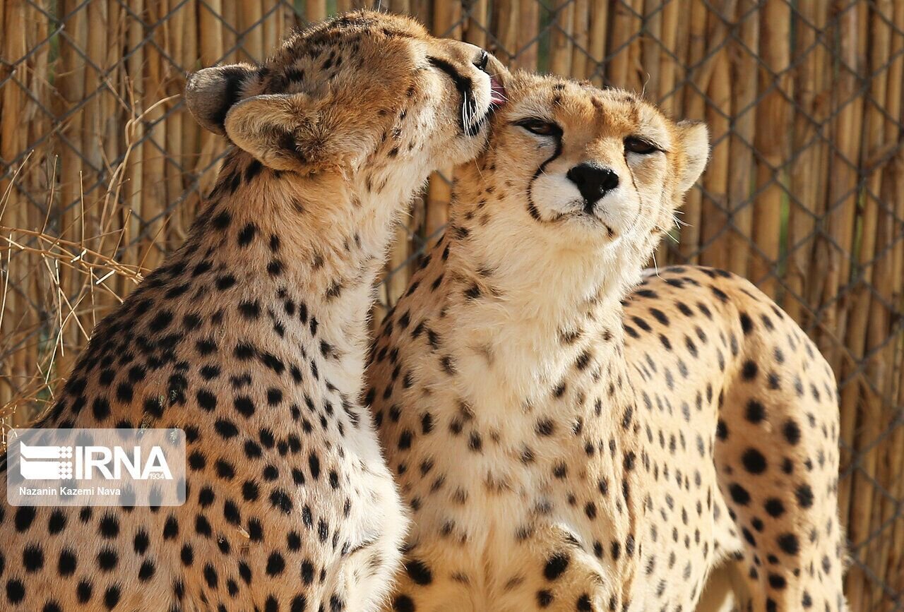 Persian cheetahs forecast to breed