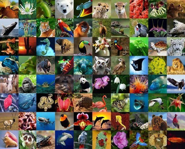 'Be part of the plan' to preserve environment