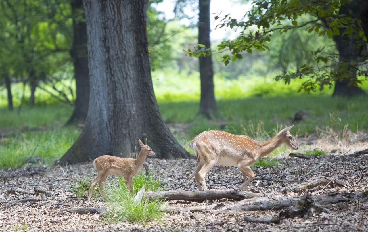 First yellow deer born in natural habitat