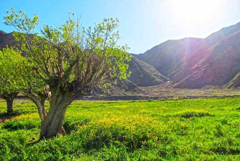 Dasht-e Havij