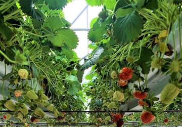 Greenhouse production hits 4.3m tons in 2 years