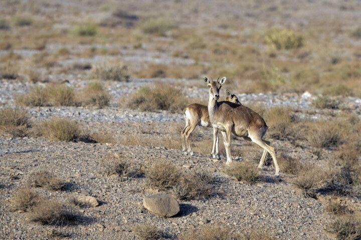 DOE to benefit from NGOs to preserve wildlife: official