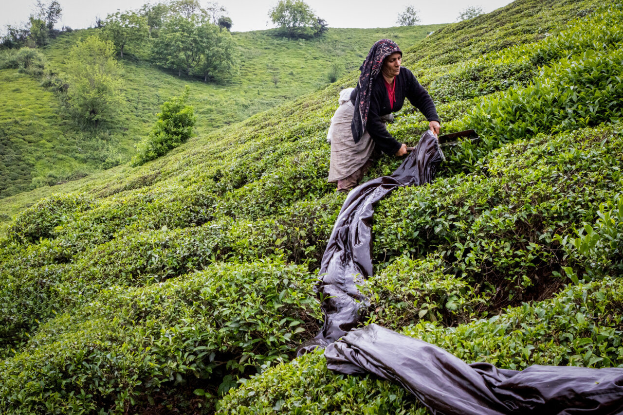 Lahijan, the hub of Iranian tea