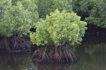 Mangrove, the wonder of marine habitats