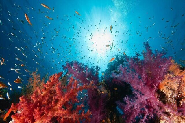 Awakening deep spirit of cooperation, commitment in marine, oceanic sciences