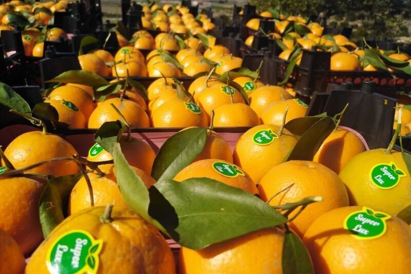 fruit