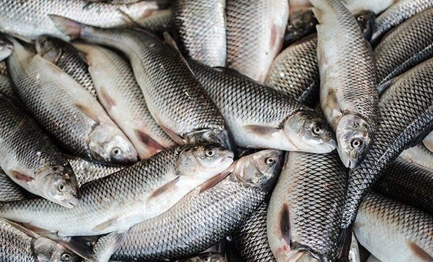 fish
