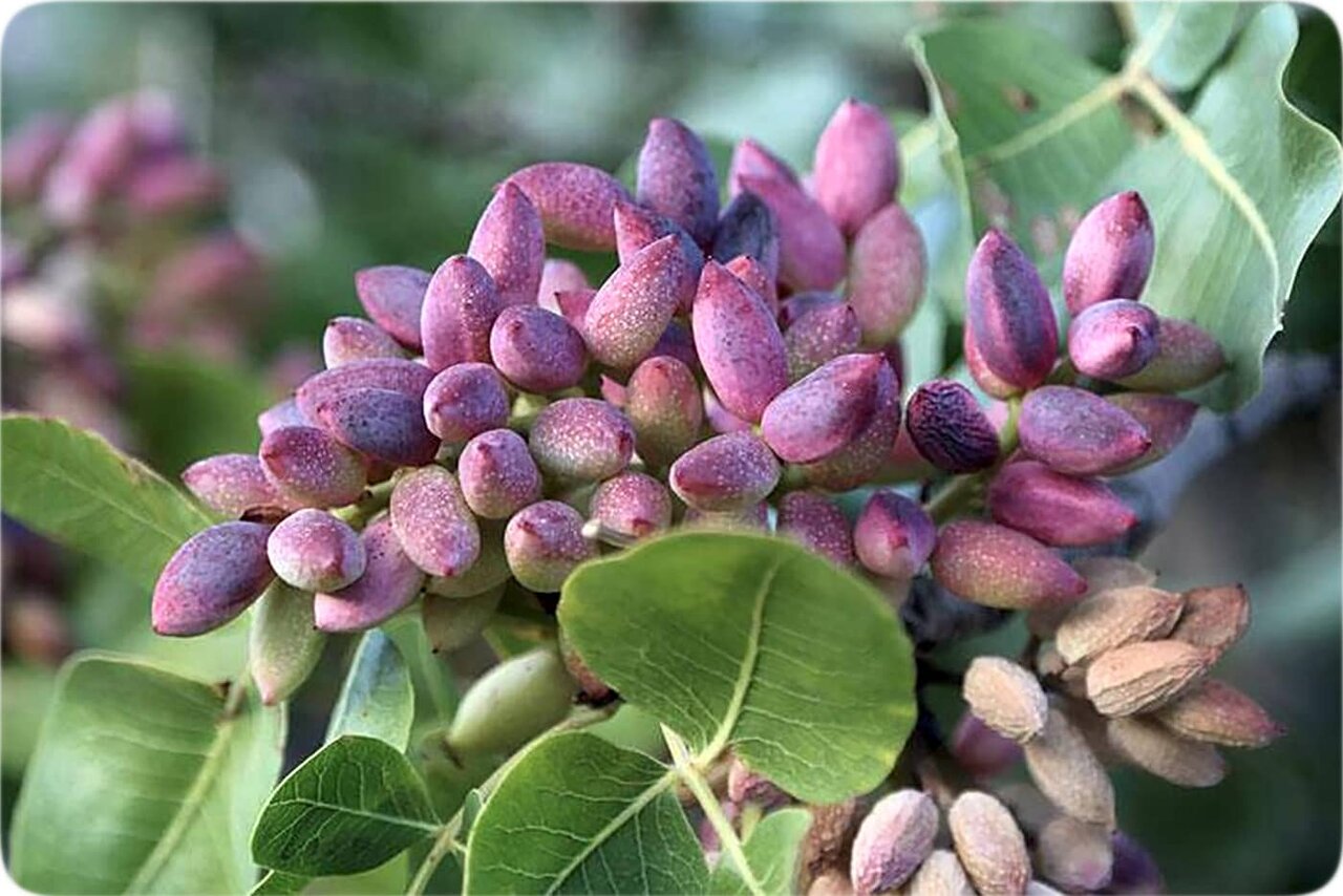pistachio