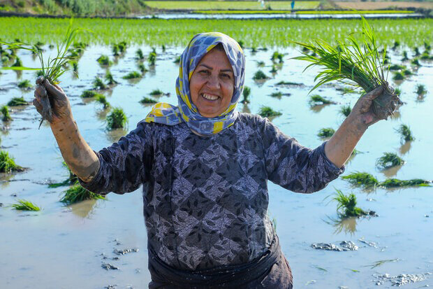 Paddy fields in Golestan province