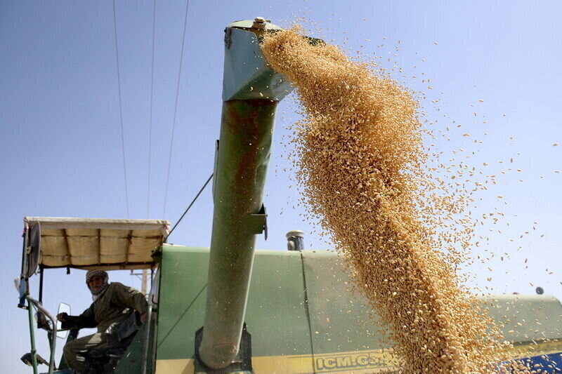 Domestic wheat purchase at over $1.6b since April