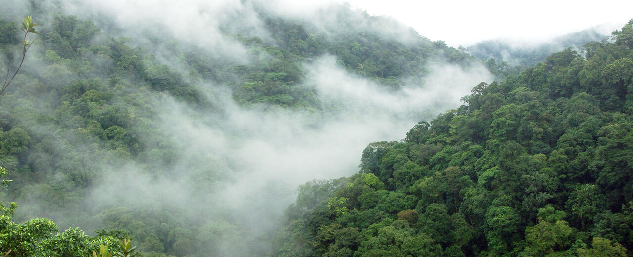 UNESCO inscription anniversary of Abr Forest celebrated