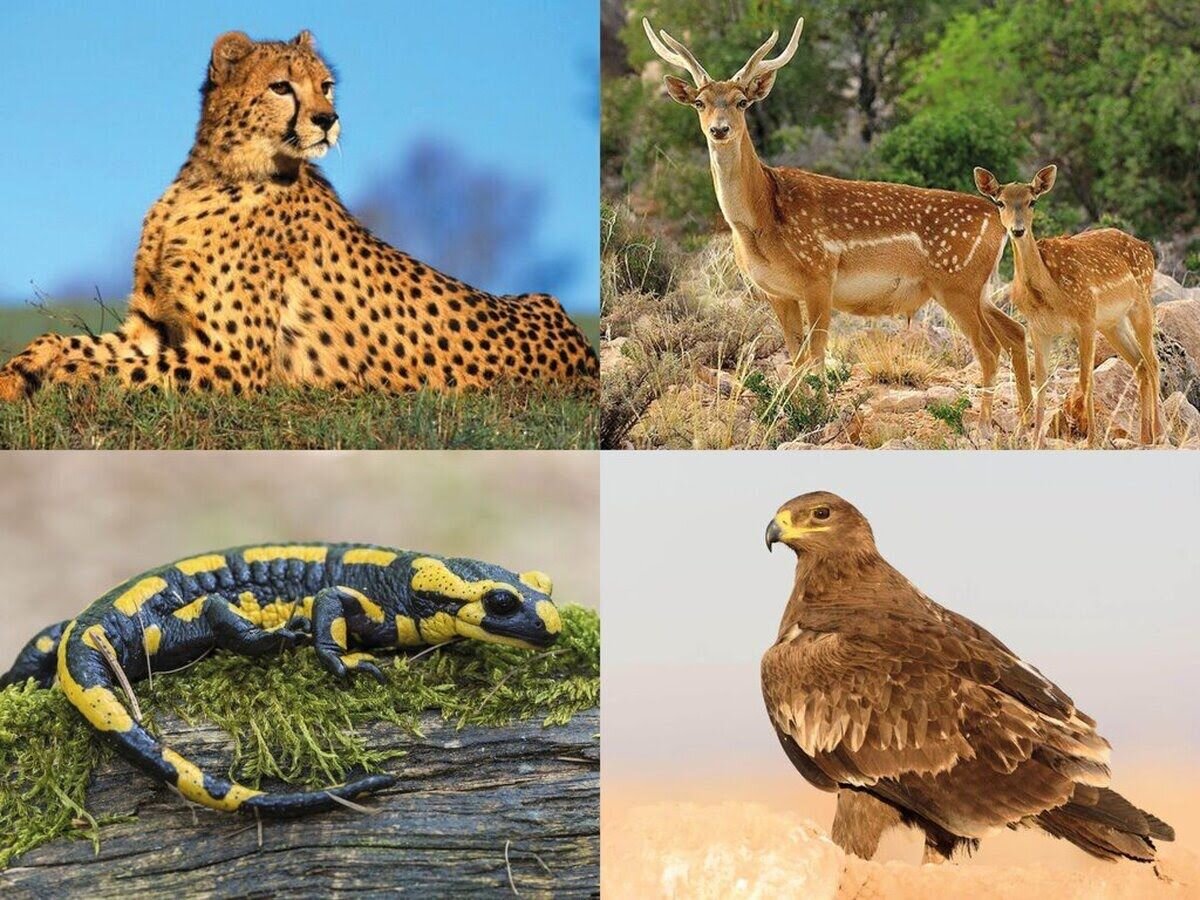 species