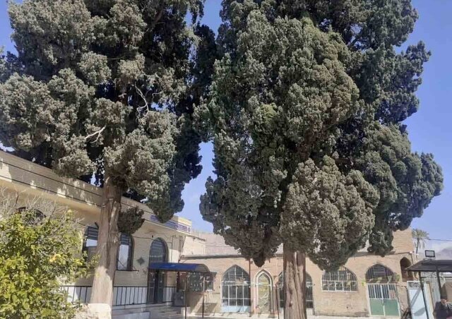 Long-lived trees recognized as national heritage