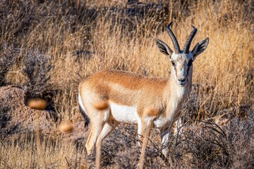 Goitered gazelle, a vulnerable species