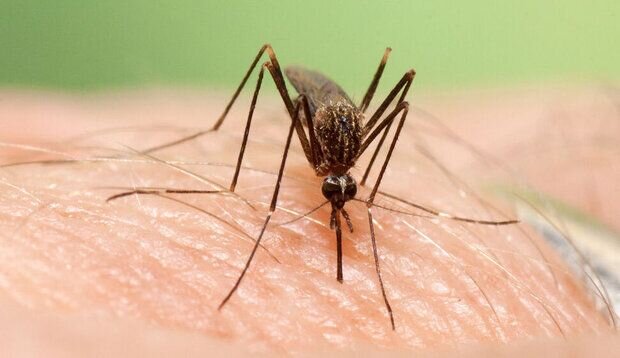 Dengue fever endemic in 128 countries: health official