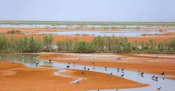 Five wetlands in Qom on natural heritage sites list