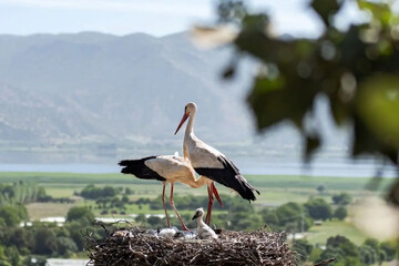 Stork habitat in Kordestan province gains national label