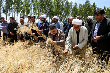 Wheat harvest celebrated in Hashtroud