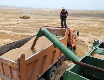 wheat production