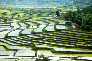 Terraced rice fields in Mazandaran