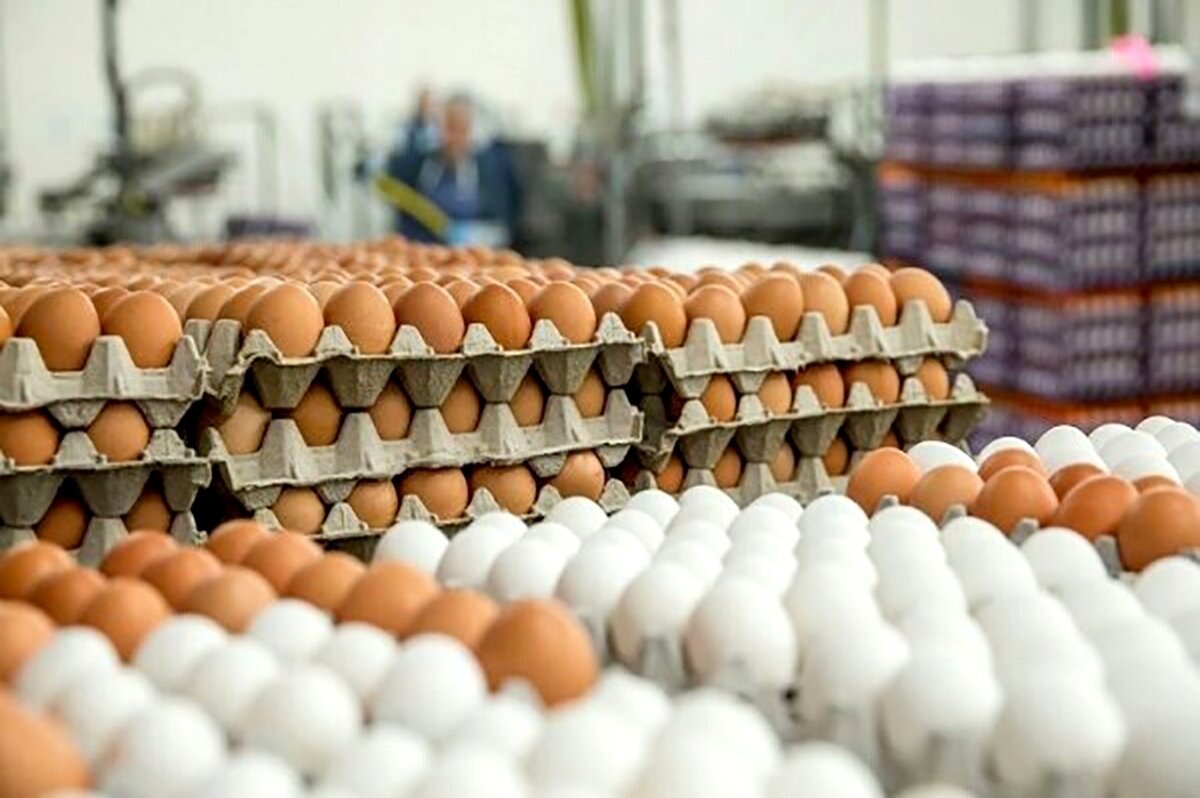 eggs