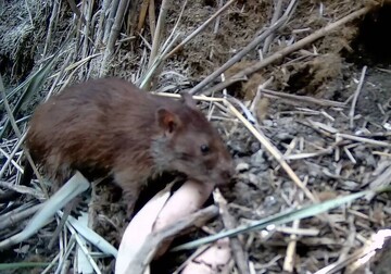 Rare long-tailed nesokia seen in Hour al-Azim wetland