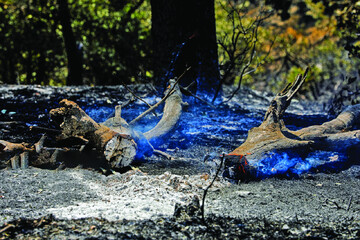 Wildfire in oak forests contained  