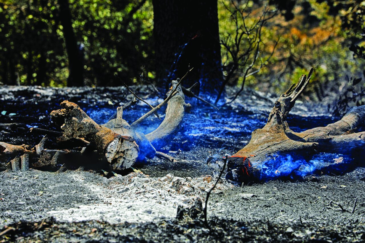 Wildfire in oak forests contained