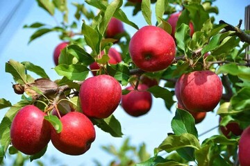 apple production