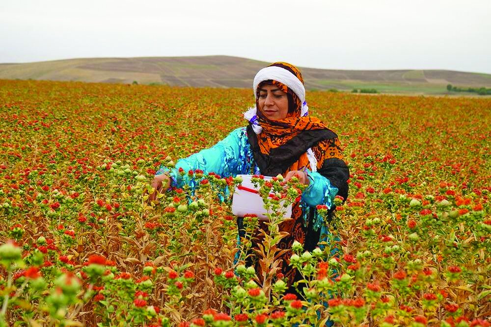 Safflower farming in northwestern Iran