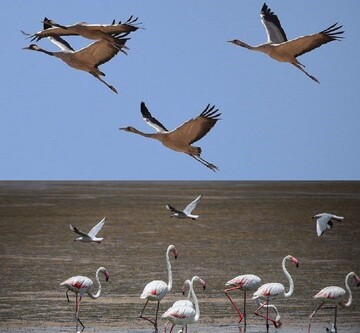 Lake Urmia hosting migratory grey cranes, flamingos