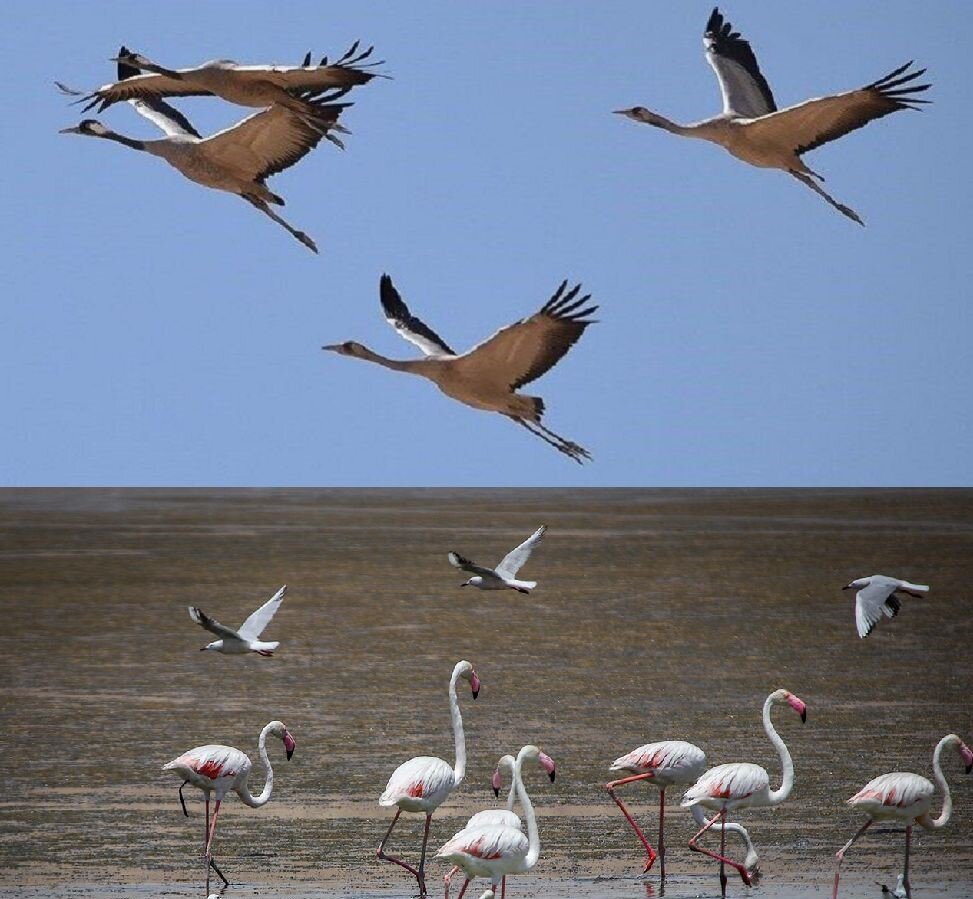Lake Urmia hosting migratory grey cranes, flamingos