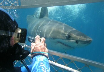 Feasibility study conducted on shark tourism in southern Iran