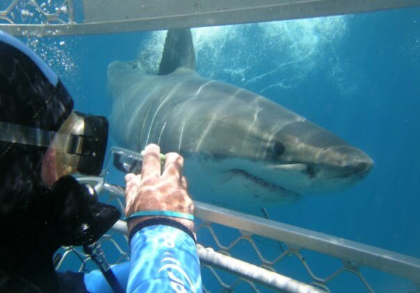 Feasibility study conducted on shark tourism in southern Iran